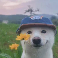 پارتنر برای یادگیری زبان آلمانی