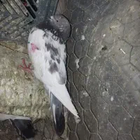 کبوتر