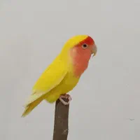 پرنده طوطی برزیلی