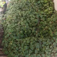 انواع گل و کاکتوس|گل و گیاه طبیعی|شیراز, عادل آباد|دیوار