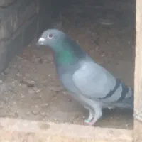 کبوتر|پرنده|نورآباد, |دیوار