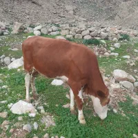 فروش گاو