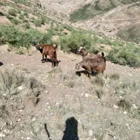 بیگ نر|حیوانات مزرعه|الیگودرز, |دیوار
