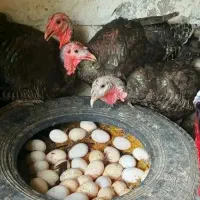 تخم بوقلمون نطفه دار صد درصد