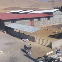 اجاره وفروش دامداری، سوله و مرغداری