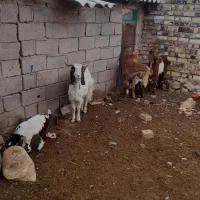 بز شیری|حیوانات مزرعه|تایباد, |دیوار