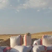 ۸ تن کاه گندم دیم