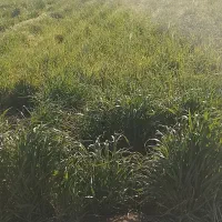 زمین-کشاورزی