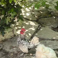 مرغ و خروس زینتی