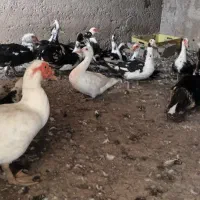 فروش اردک روسی یا اسرائیلی، ۳۵ عدد