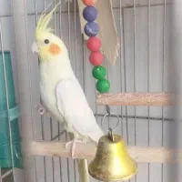 عروس هلندی|پرنده|صباشهر, |دیوار