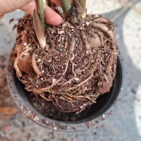 زاموفیلیا ،پسونیا|گل و گیاه طبیعی|شیراز, شیخ روزبهان|دیوار