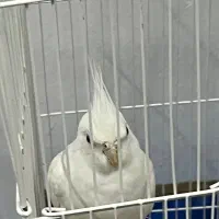 عروس پاریس