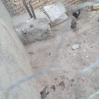 مرغ تخمگذار