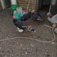 بوقلمون ماده هفت ماهه