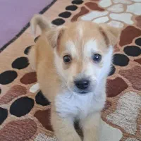 حیوان خانگی