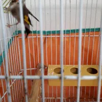 سهره ماده دوساله