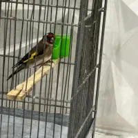 سهره|پرنده|ری, صفاییه (چشمه علی)|دیوار