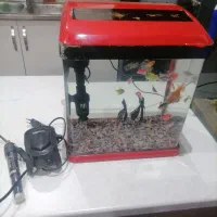 آکواریوم شیشه خم شرکتی با لوازم و ماهی