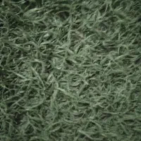 چمن مصنوعی|مصالح و تجهیزات ساختمان|گلستان (تهران), |دیوار