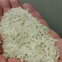 برنج فجر سوزنی امساله|خوردنی و آشامیدنی|علیآباد کتول, |دیوار