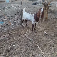 یک بز جنس دار