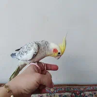 عروس هلندی گل باقلی دستی ((فقط امروز))|پرنده|مشهد, مصطفی خمینی|دیوار
