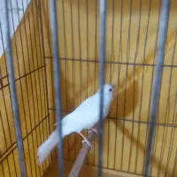 قناری نر ماده به شرط