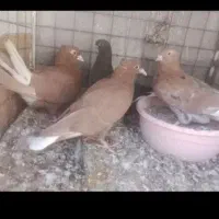 کفتر زرد کرمانی و طوقی و دم سفید کاکلی|پرنده|بیرجند, |دیوار