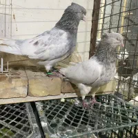 نرماده کله الماسی