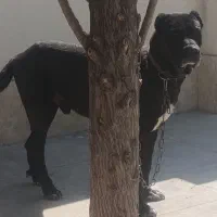 سرابی ۱سال و نیم