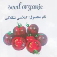 معجزه ای در کاشت گوجه|عمده‌فروشی|شیراز, کوی زهرا|دیوار