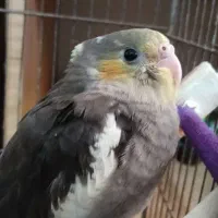 عروس هلندی فول دستی|پرنده|رامیان, |دیوار