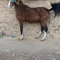 خرید فروش انواع اسب مادیان|اسب و تجهیزات اسبسواری|ثلاث باباجانی, |دیوار