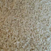 برنج کامفیروزی اصل برداشت امسال|خوردنی و آشامیدنی|شیراز, جمال آباد|دیوار