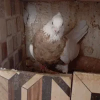 کبوتر طوقی نرو ماده