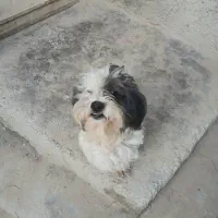 سگ شیتزو نروماده|سگ|آبپخش, |دیوار