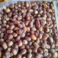 خرمای زاهدی (قصب)|عمدهفروشی|افزر, |دیوار