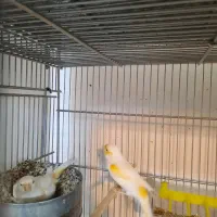 قناری|پرنده|همدان, |دیوار