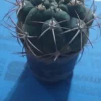 فروش کاکتوس مفت مفت
