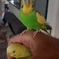 مرغ عشق|پرنده|ری, حمزه‌آباد|دیوار