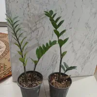 زامفولیا ۱۰۰|گل و گیاه طبیعی|سمنان, |دیوار