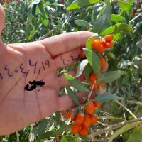 نهال گوجی بری ( نهال پول ساز ) ضدسرطان ضد پیری