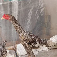 خروس لاری کوکو اصیل