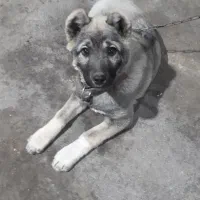 توله سگ ماده سرابی اصل