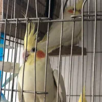 عروس هلندی سوخن گو سالم دستی|پرنده|محمدشهر, محمدشهر|دیوار