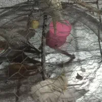 عروس هلندی