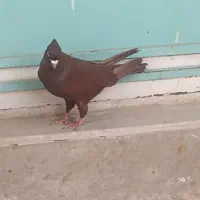 سرخ اصیل|پرنده|بروجرد, |دیوار