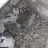 کفتر یا کبوتر|پرنده|بروجرد, |دیوار