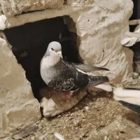 یک جفت ساده
